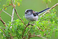 Long-tailed Tit